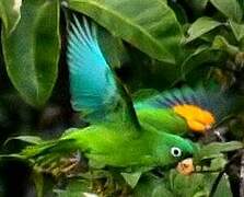 Golden-winged Parakeet