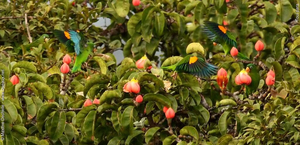 Golden-winged Parakeet, identification, Flight, feeding habits, Behaviour