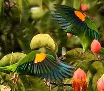 Golden-winged Parakeet