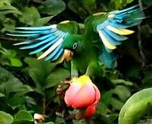 Golden-winged Parakeet