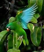 Golden-winged Parakeet