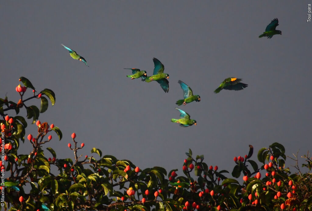 Golden-winged Parakeet, identification, Flight, feeding habits, Behaviour