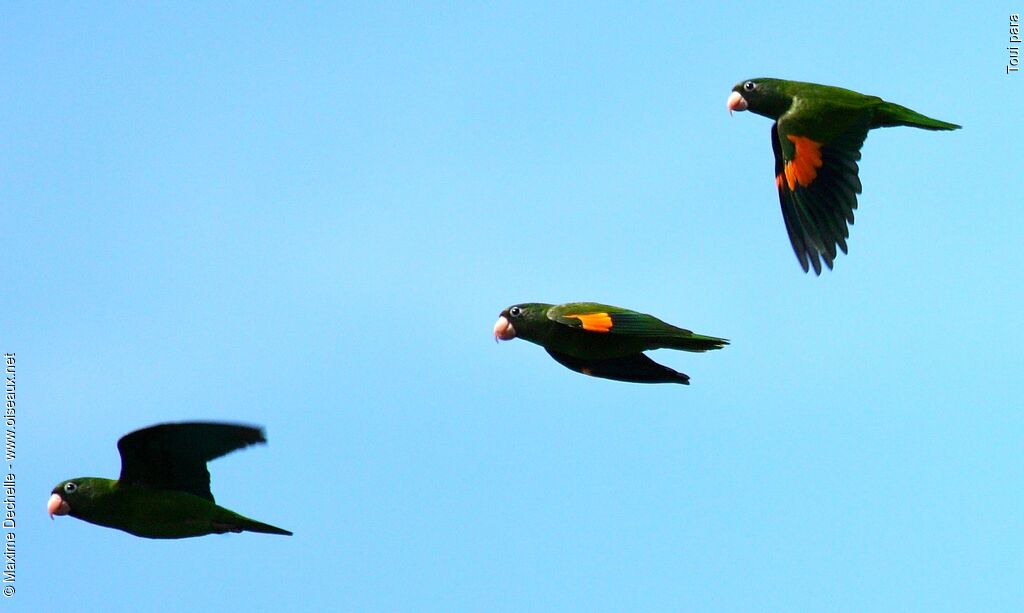 Golden-winged Parakeet, Flight