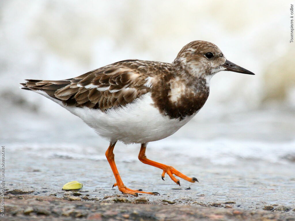 Tournepierre à collier, identification