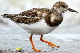 Ruddy Turnstone