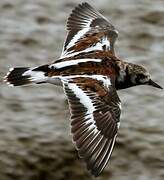 Ruddy Turnstone