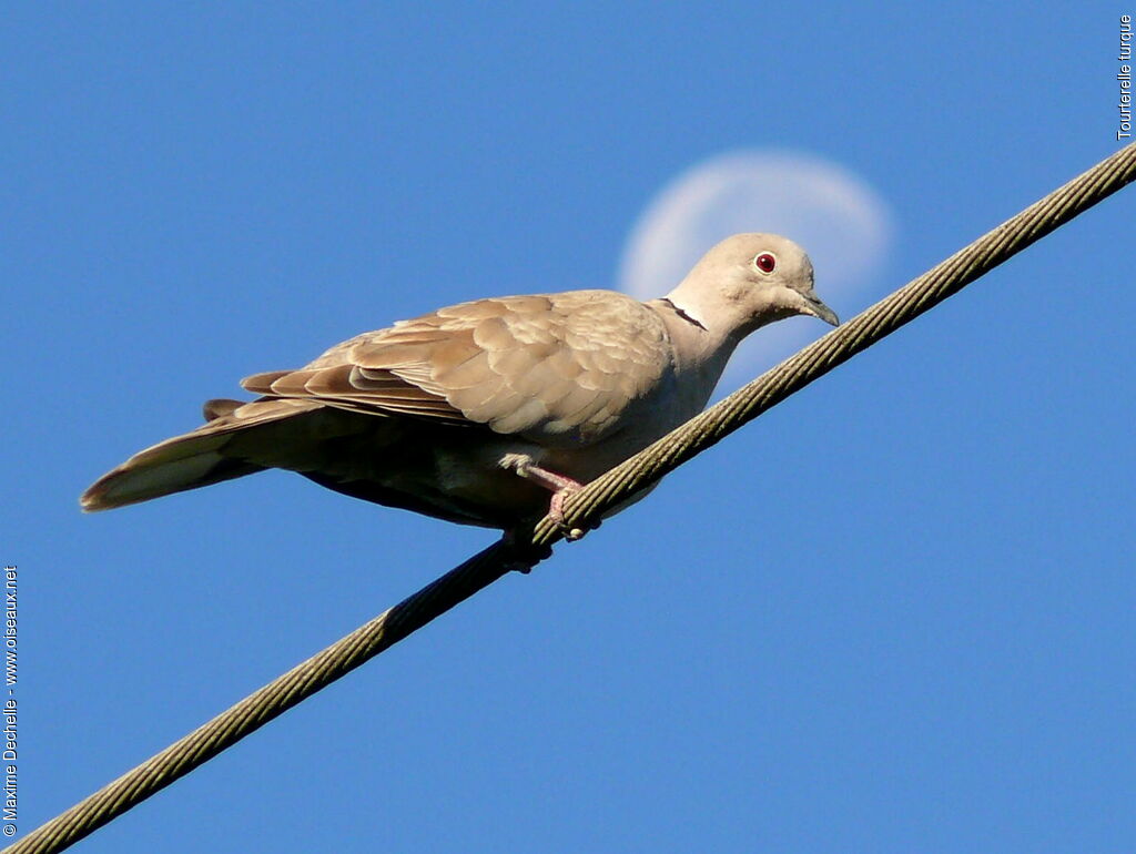 Eurasian Collared Dove