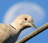 Eurasian Collared Dove