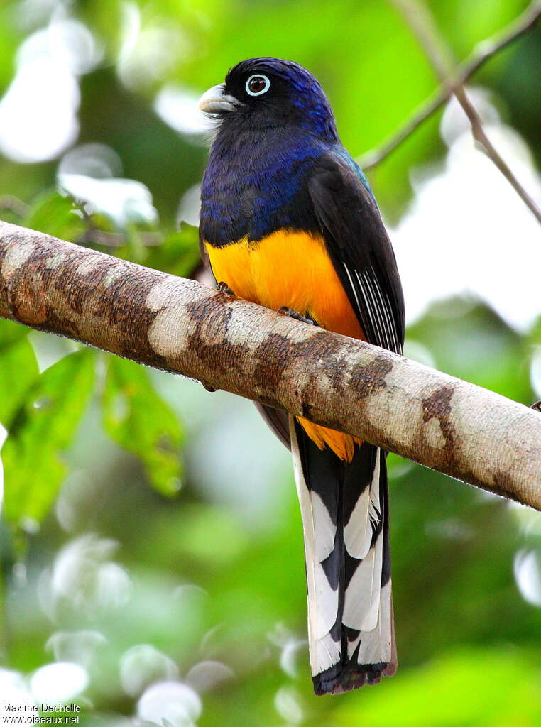 Trogon à queue blanche mâle adulte, identification