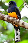 Trogon à queue blanche