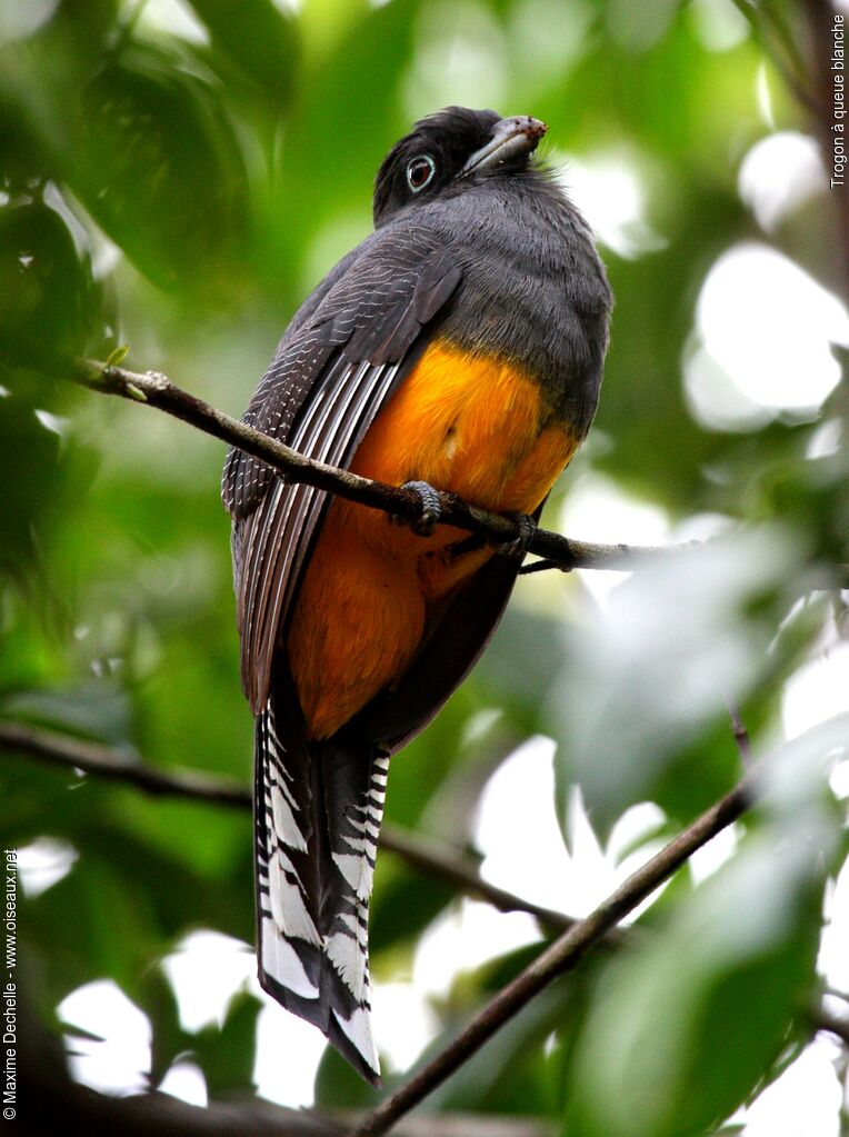 Trogon à queue blanche femelle adulte, identification