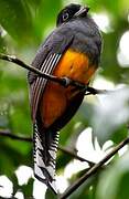 Green-backed Trogon