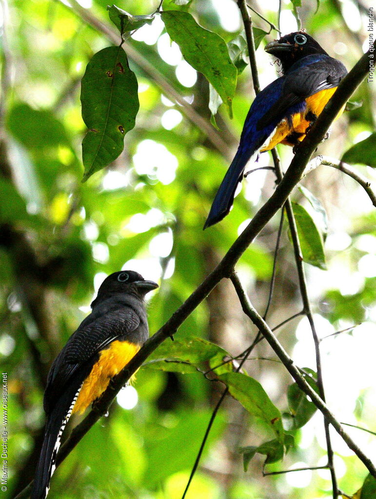 Green-backed Trogon adult, identification, Behaviour