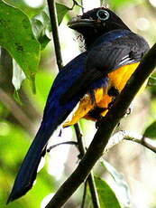 Trogon à queue blanche