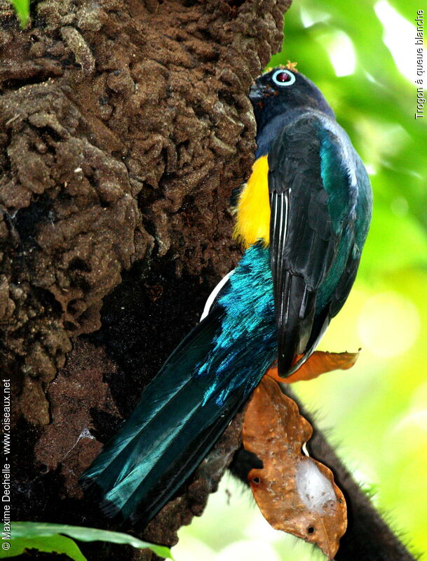 Green-backed Trogon male adult, identification, Reproduction-nesting, Behaviour