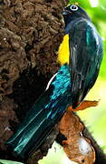 Green-backed Trogon