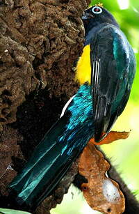 Trogon à queue blanche