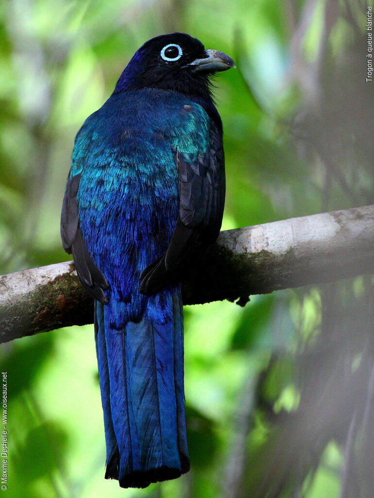 Trogon à queue blanche mâle adulte