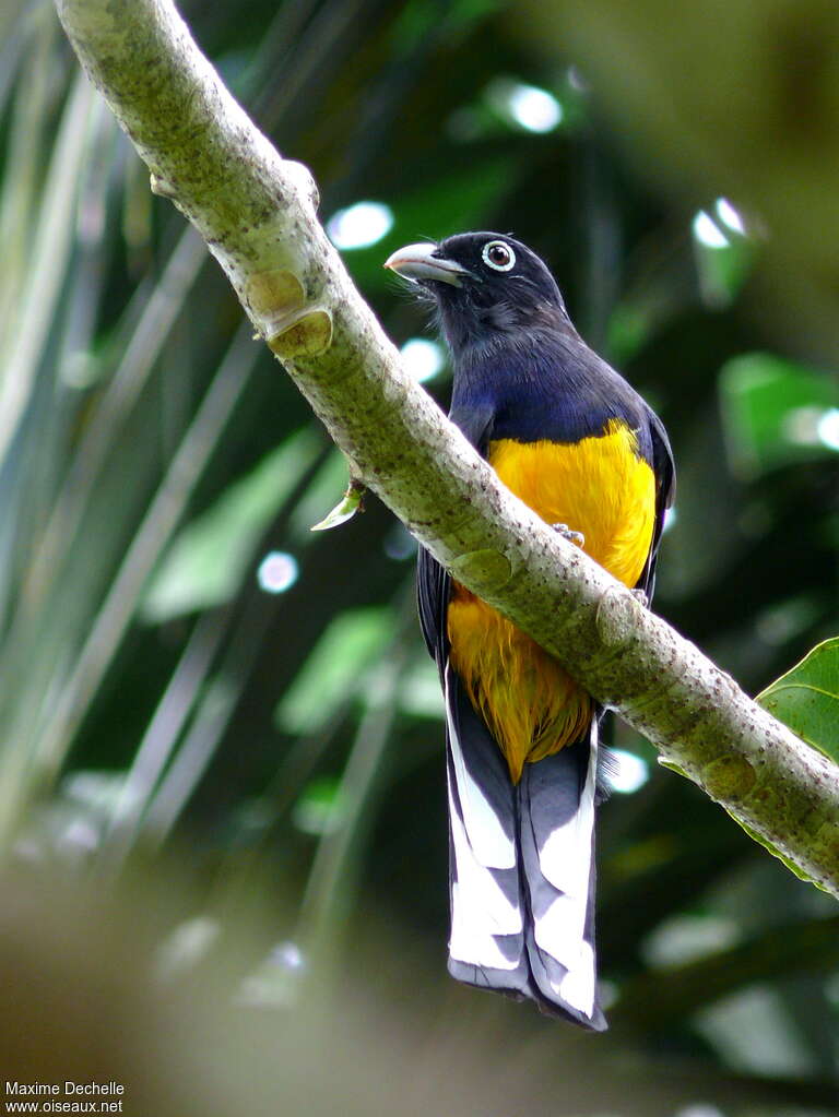 Trogon à queue blanche mâle adulte