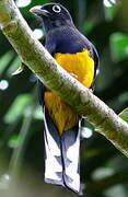 Trogon à queue blanche