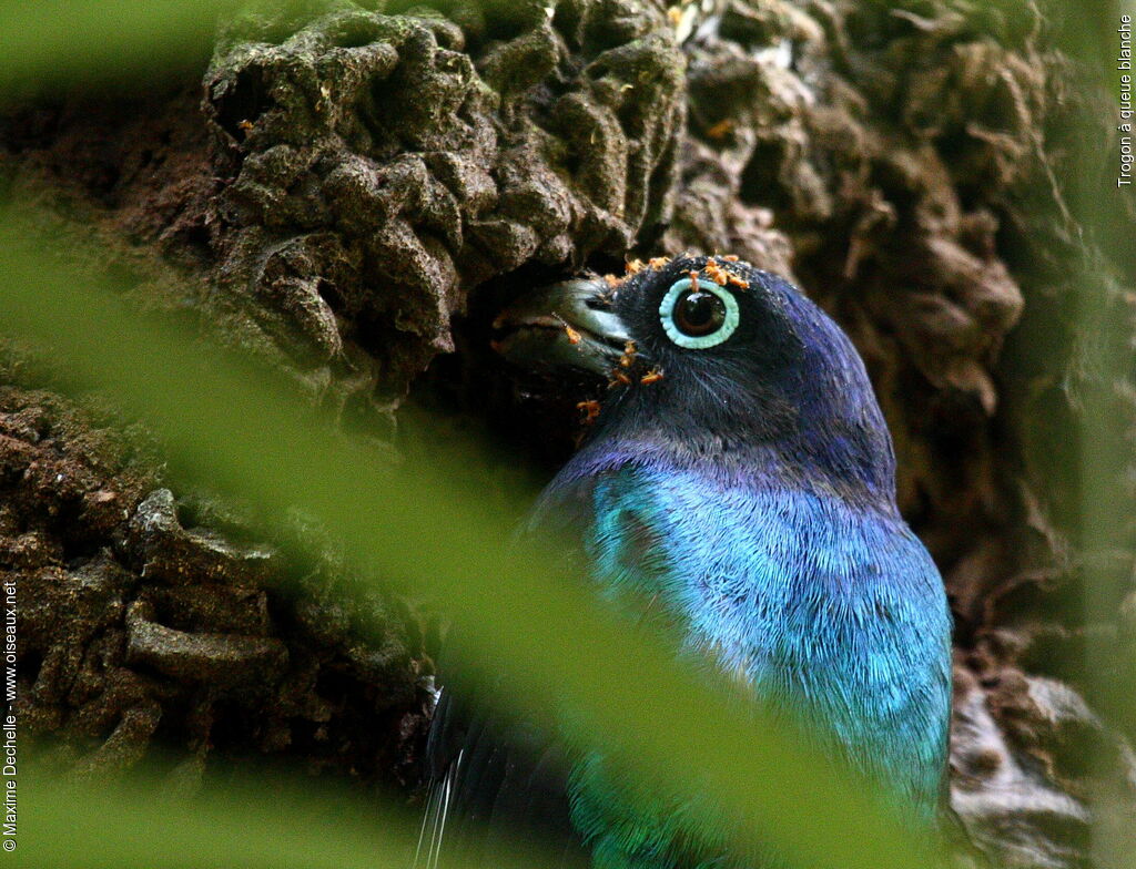 Green-backed Trogon male adult, Reproduction-nesting, Behaviour