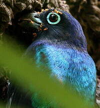 Trogon à queue blanche