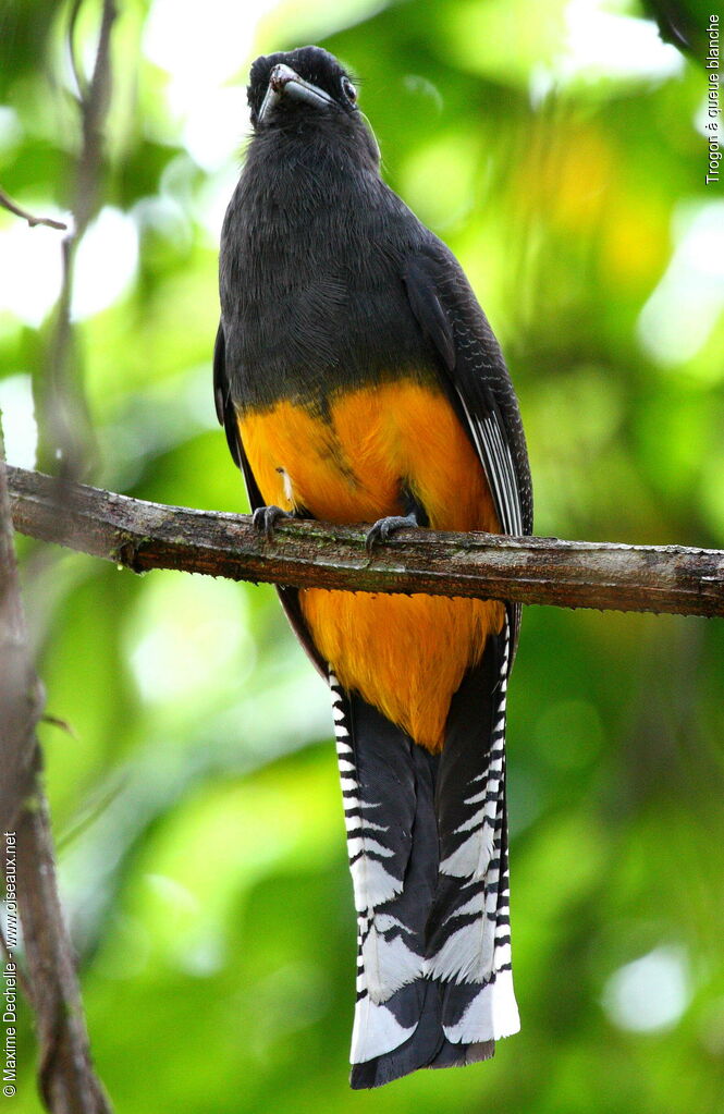 Trogon à queue blanche femelle adulte, identification