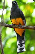 Green-backed Trogon