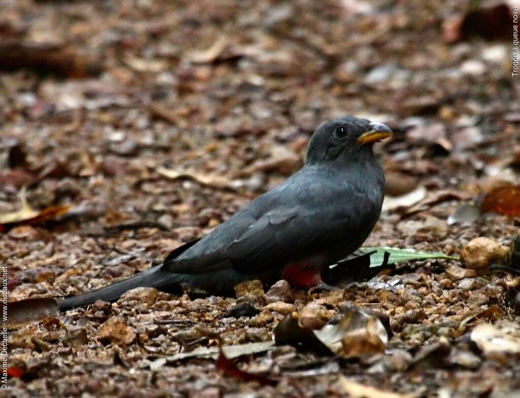 Trogon à queue noire femelle adulte, identification, Comportement