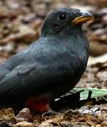 Black-tailed Trogon