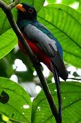 Trogon à queue noire