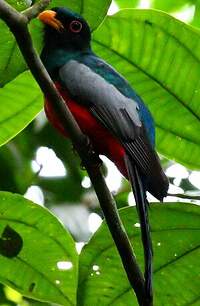 Trogon à queue noire