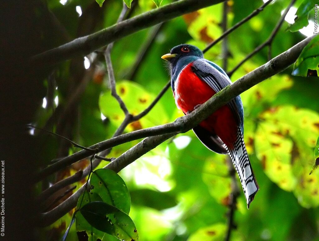 Collared Trogon male adult