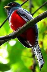 Trogon rosalba