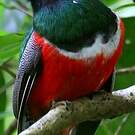 Trogon rosalba