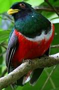 Collared Trogon