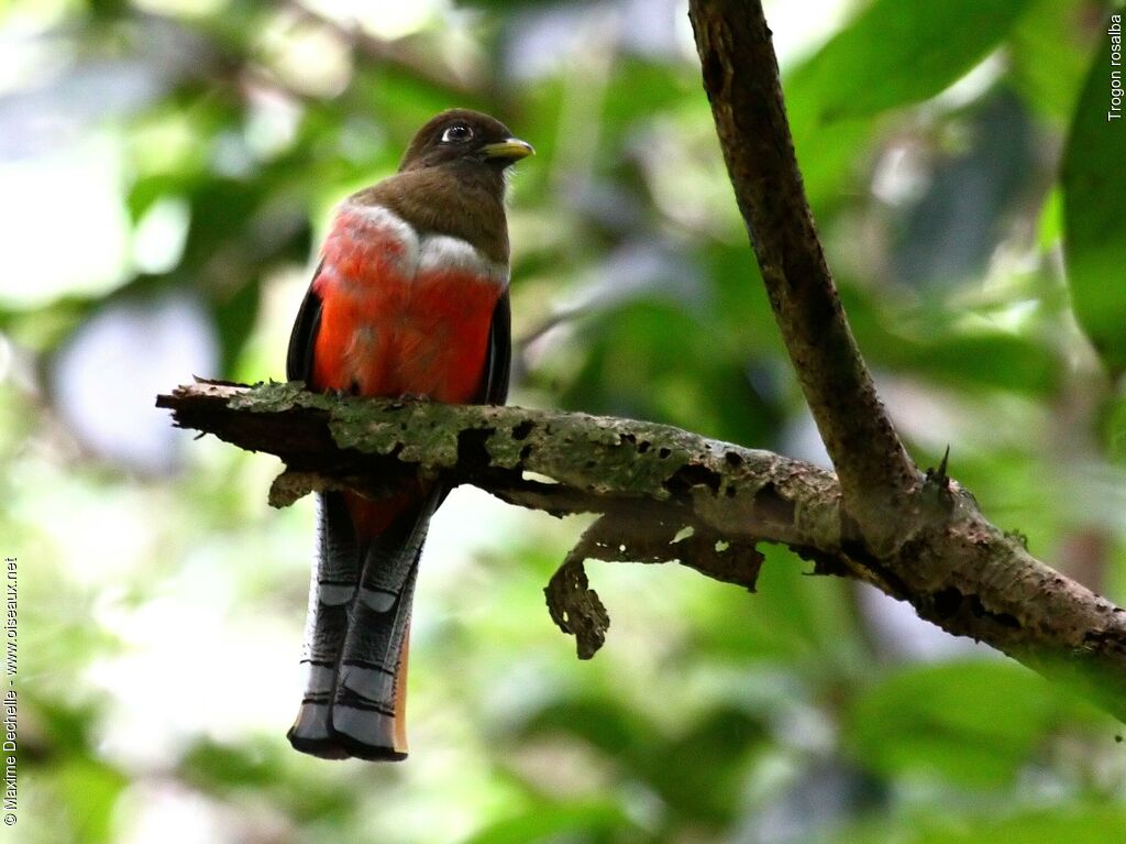 Collared Trogon female adult, identification