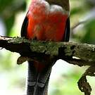 Trogon rosalba