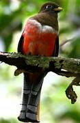 Collared Trogon