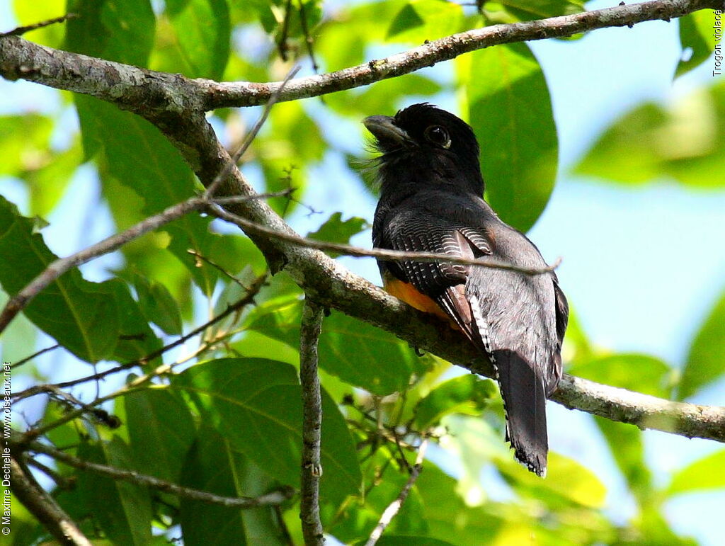 Guianan Trogon female adult