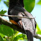 Trogon violacé