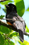 Trogon violacé