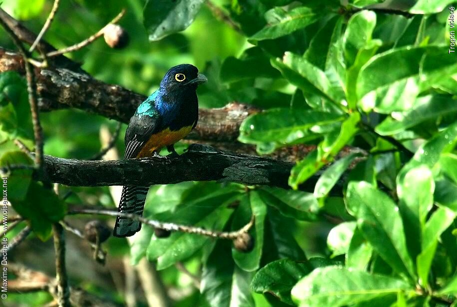 Guianan Trogon male adult