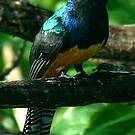 Trogon violacé