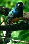 Trogon violacé