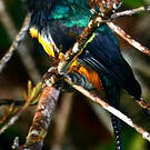 Trogon violacé