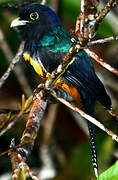 Guianan Trogon