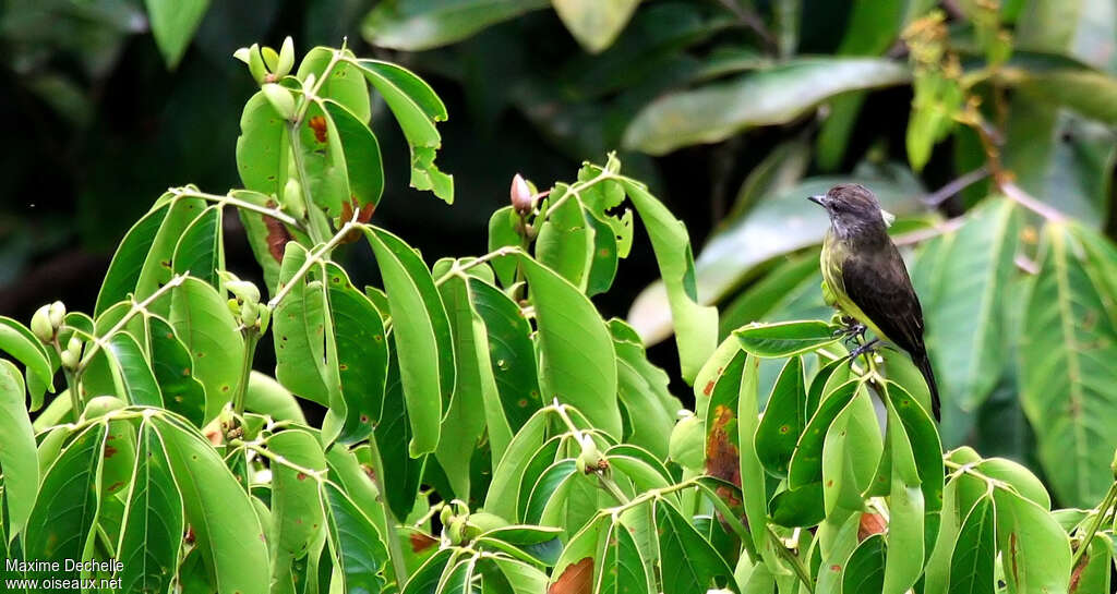 Dusky-chested Flycatcheradult, identification