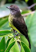 Dusky-chested Flycatcher