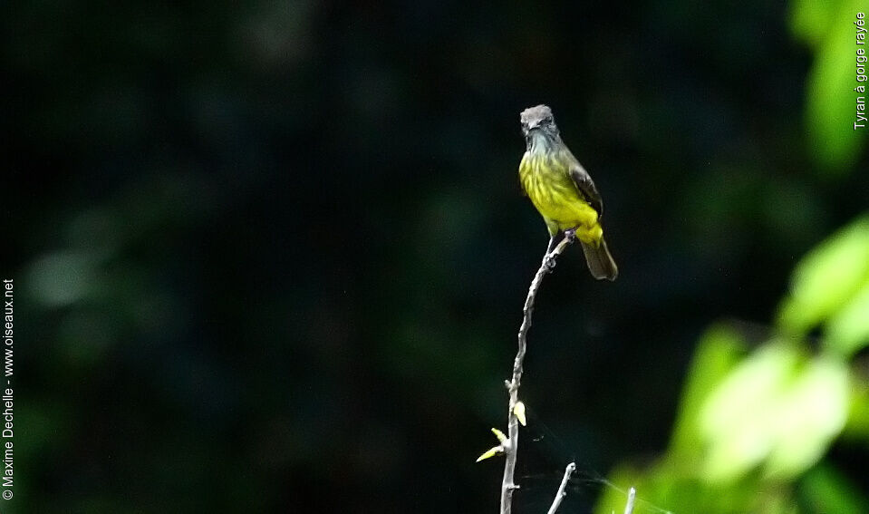 Dusky-chested Flycatcher, identification